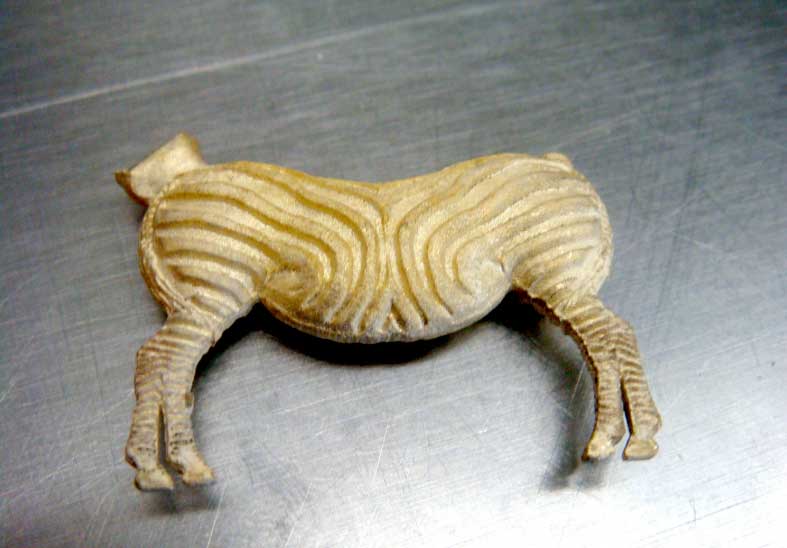 zebra